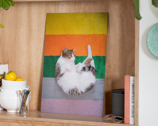 Billede på aluminiumsplade af en kat på en regnbuestribet måtte.