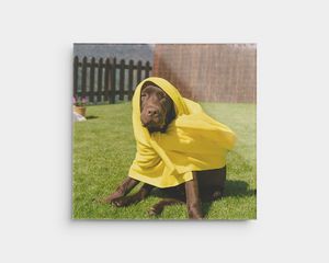 Plexiglas med et billede af en hund udenfor i et gult tæppe.