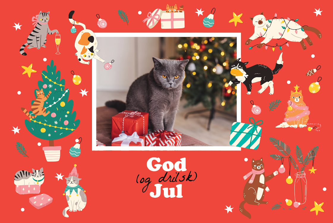 Kort — Fjollet kat